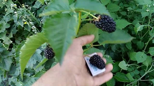 Ремонтантная ежевика Прайм Арк Фридом . Первые ягоды с побегов текущего года смотреть онлайн