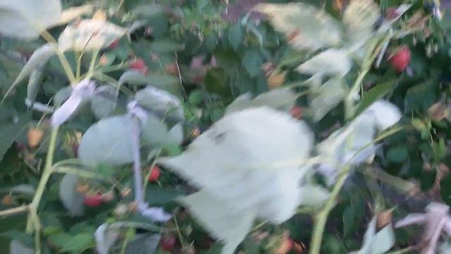 Малина Джоан Джей Первый урожай 2016г смотреть онлайн