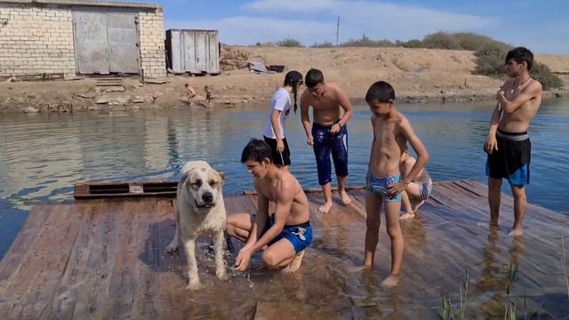 Туран Джан - открываем Банный сезон! Туркменский Волкодав - Alabay смотреть онлайн