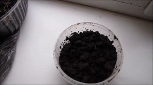 Выращивание  мицелия шампиньонов # 1