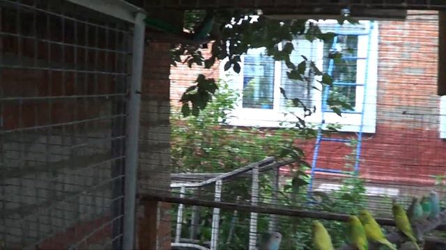 Птенцы волнистых попугаев готовые переехать к своим хозяевам смотреть онлайн