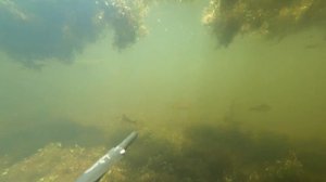 Подводная охота в Челябинской области.