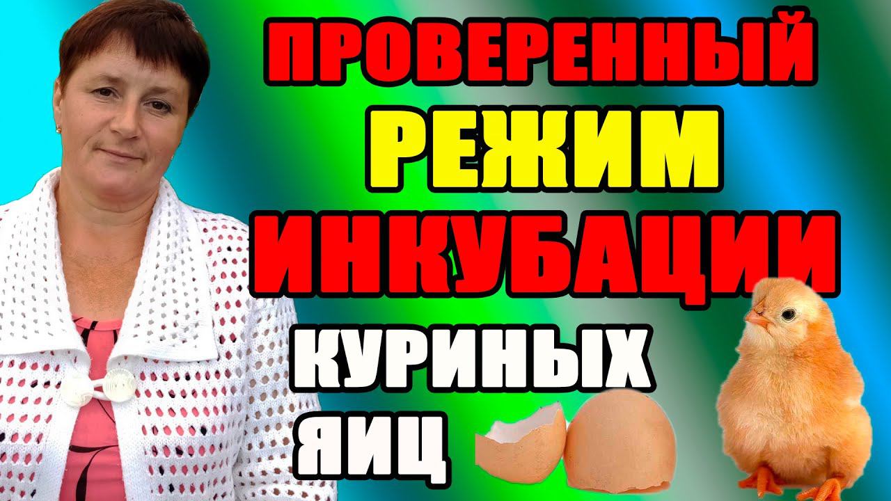 Режим инкубации куриных яиц. Основные моменты инкубации. смотреть онлайн