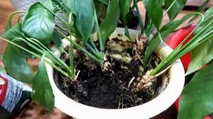 Спатифиллум: уход и пересадка в домашних условиях