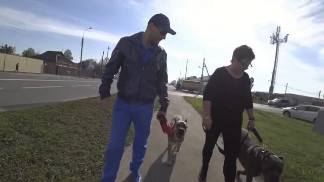 Бурная реакция на собак, асоциальность, неуверенность, нервозность и подбирание с земли (Кане корсо смотреть онлайн