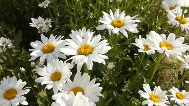White Daisy Flowers смотреть онлайн