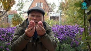 Картофель Каменский