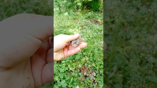 вот какую прелесть можно встретить в лесу ??❤? птенец дрозда смотреть онлайн
