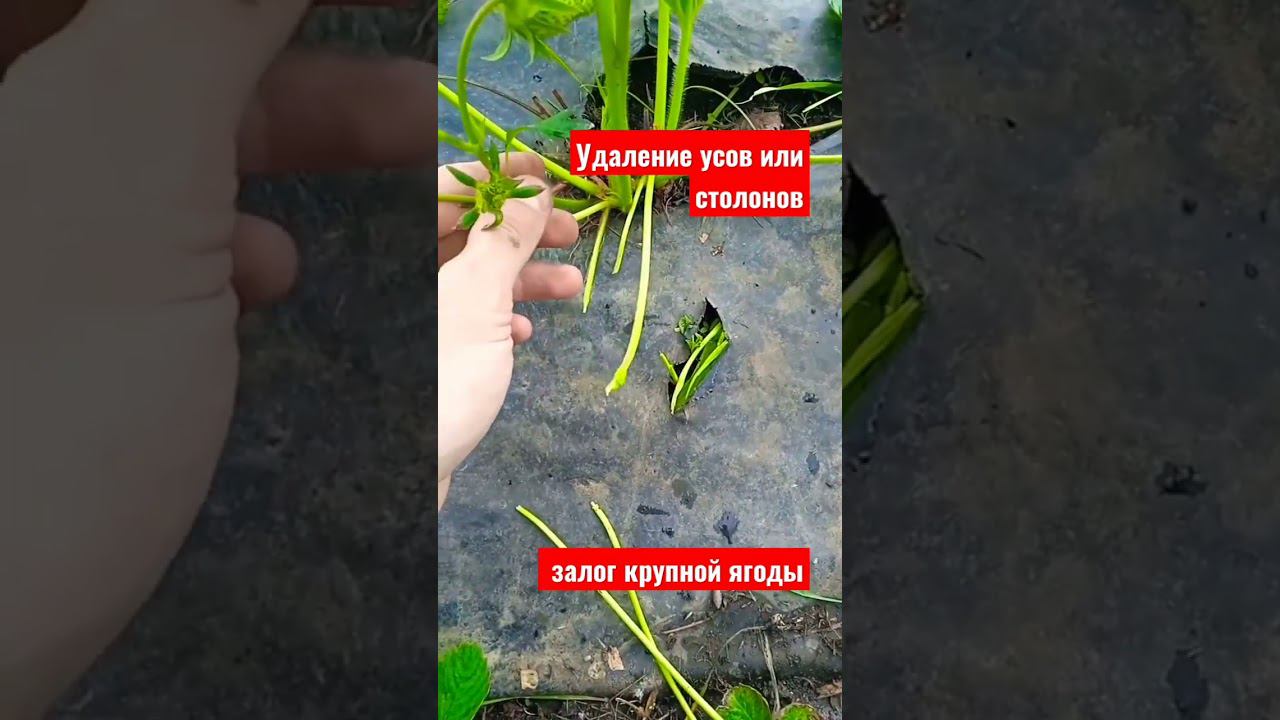 Сделайте это, для крупной клубники #клубника #сельскоехозяйство #выращиваниеклубники #агротехника смотреть онлайн