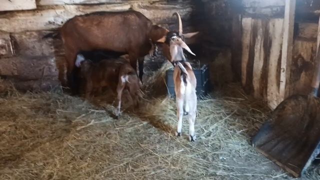 Продаю 3 козлят в Свердловской обл/Козлята прыгают/ Продаю участок под ИЖС ,оверлок,2 шв.машинки. смотреть онлайн