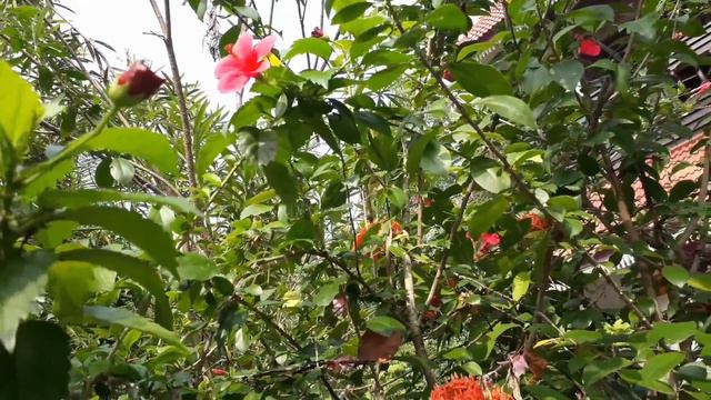 Hibiscus Plant Gardening Steps In Malayalam | Chembarthi ചെമ്പരത്തി നിറയെ പൂവിടാൻ смотреть онлайн
