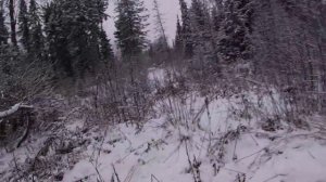 охота на лося