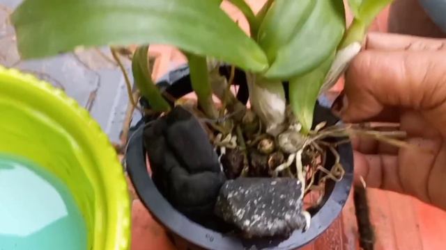 How to make orchids rebloom ||How to grow grow orchids in pots || Best Fertilizer for Orchids смотреть онлайн