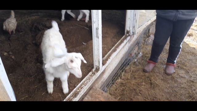 Козлята Ламанчи едем в козье царство! Отзыв о морозилке! смотреть онлайн