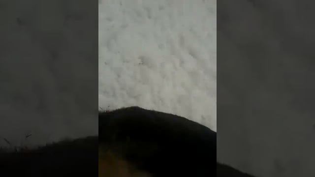 Собачка ЛоЛ :D смотреть онлайн
