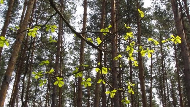 Дубы- колдуны*Очень красивые* смотреть онлайн