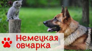 Немецкая овчарка - дрессировка, уход | Все о породе