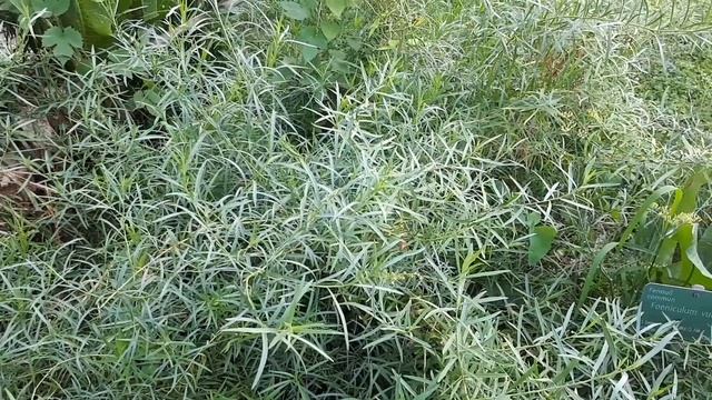 Tarragon plant - grow, care & harvest (Artemisia dracunculus) смотреть онлайн