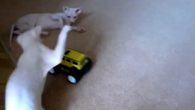 Сфинкс-Сафари смотреть онлайн