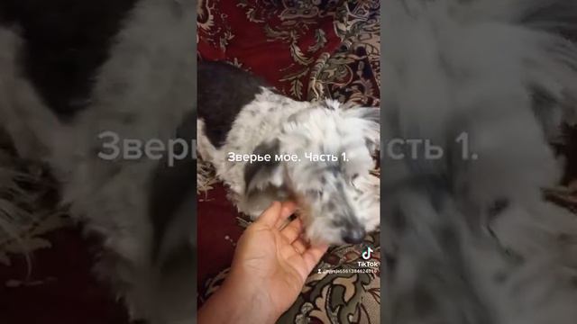 Мои животные. смотреть онлайн