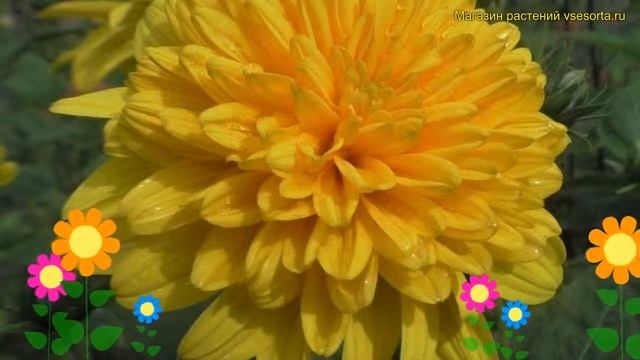 Гелиопсис подсолнечниковидный Асахи. Краткий обзор, описание heliopsis helianthoides Asahi смотреть онлайн