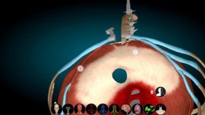 Анатомия диафрагмы. Треугольники, функции и слабые места мышцы. Миология. M. phrenicus (diaphragma)