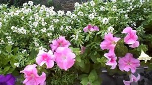 Петуния и алиссум в одном кашпо. Часть 2. Результат букетной посадки.