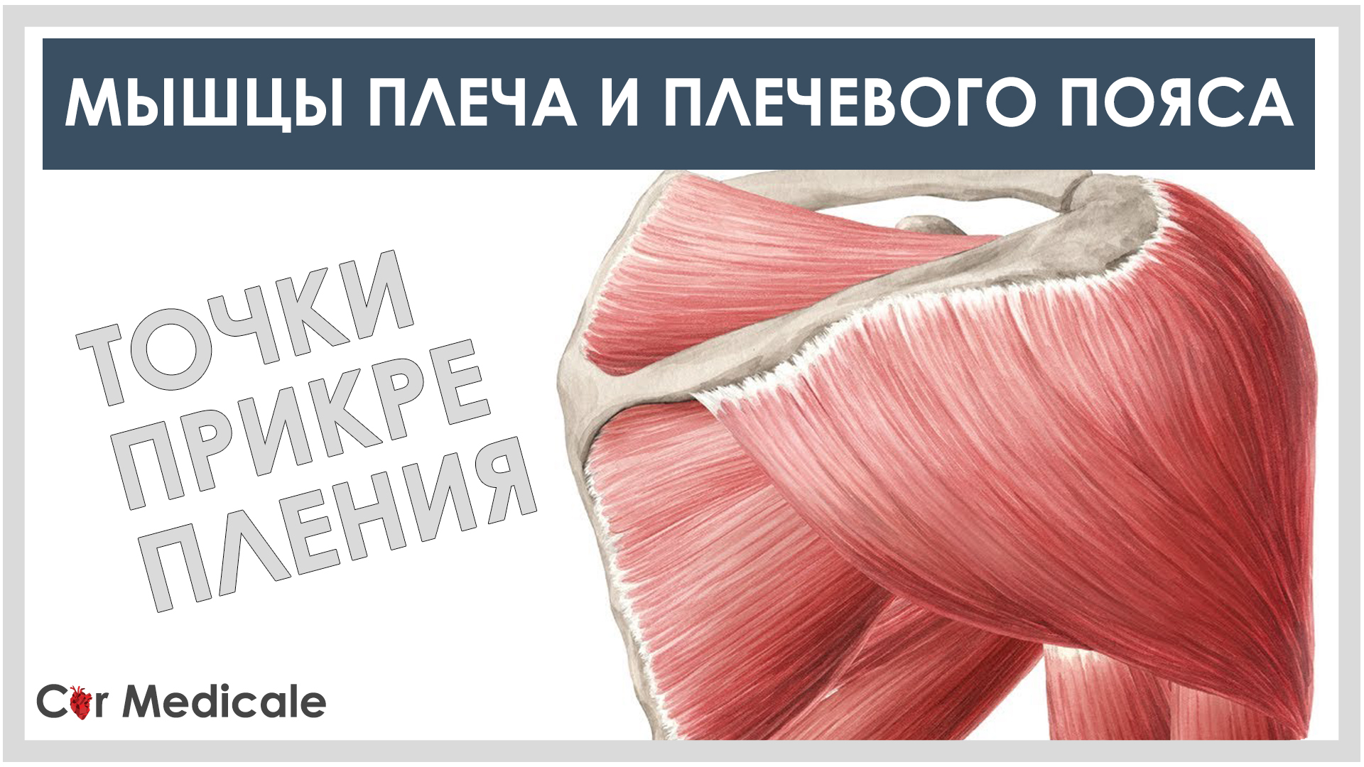 Мышцы плеча и плечевого пояса смотреть онлайн