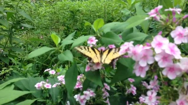 Pollinators in action: Eastern tiger swallowtail on John Fannick Phlox #zone8mafia смотреть онлайн