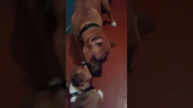 Стаффорд 6 месяцев и стафодр 2 месяца играют. смотреть онлайн