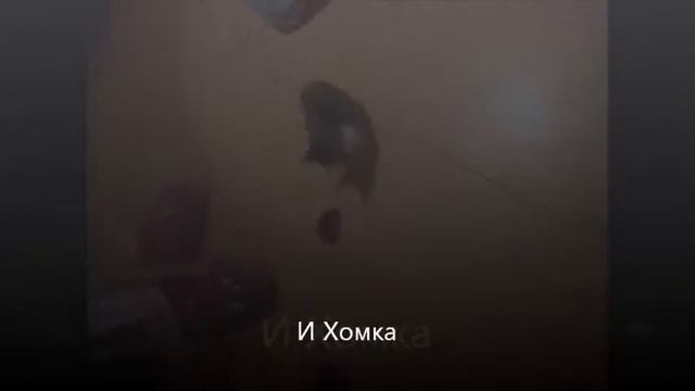 Кошки и мышки Прикол смотреть онлайн