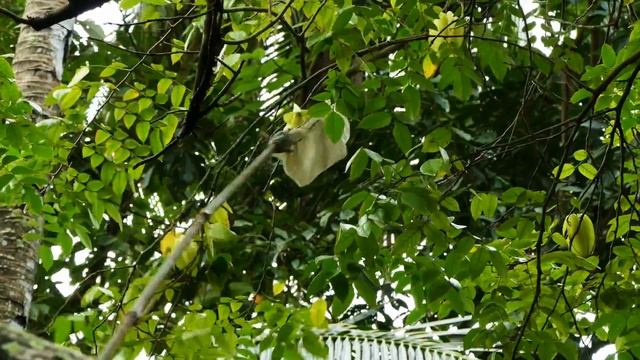 Собираем Карамболу. Star Fruit Harvest (Carambola, Balimbing) Philippines смотреть онлайн