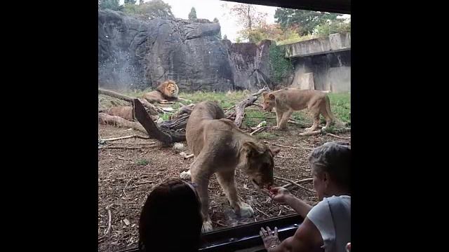 Ceremony With The Lions