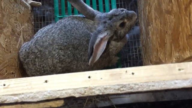 Маточные Клетки, для советской шиншиллы смотреть онлайн