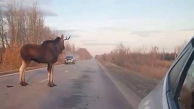 Лось-терминатор смотреть онлайн