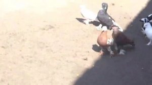 Как приучить Голубей к Дому, Почему голуби бросают Пискунов, АНДИЖАНСКИЕ БОЙНЫЕ ВЫСОКОЛЁТНЫЕ ГОЛУБИ