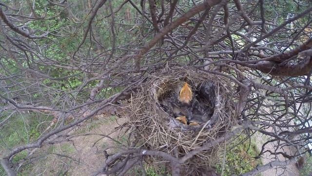 Дрозд рябинник 14 63 на сосне о Ряжков 2014 06 16 21 05 устновка, птенцы в гнезде смотреть онлайн