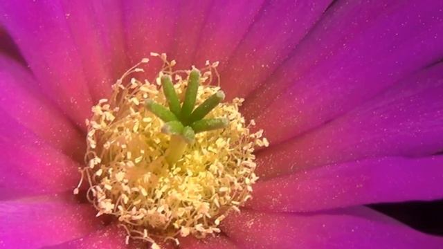 Hedgehog Cactus Flowers - Echinocereus viereckii смотреть онлайн