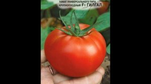 Самый лучший томат в мире 2023 г.! Высокоурожайный,сладкий и вкусный томат ГИЛГАЛ F1! СУПЕР!