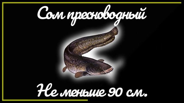 Разрешенный размеры рыбы для вылова в Саратовской Области в 2022 году. смотреть онлайн