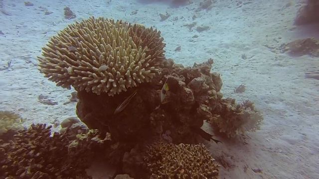 Hausriff, Ras Abu Soma mit einer niedrigen Geweihkoralle und 2 Rotmeer Wimplefischen смотреть онлайн
