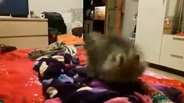 Завадной шпиц смотреть онлайн