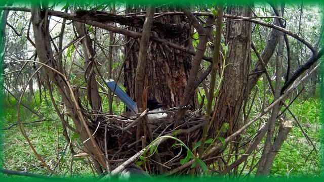 Голубая сорока на гнезде.23 мая-2018 смотреть онлайн