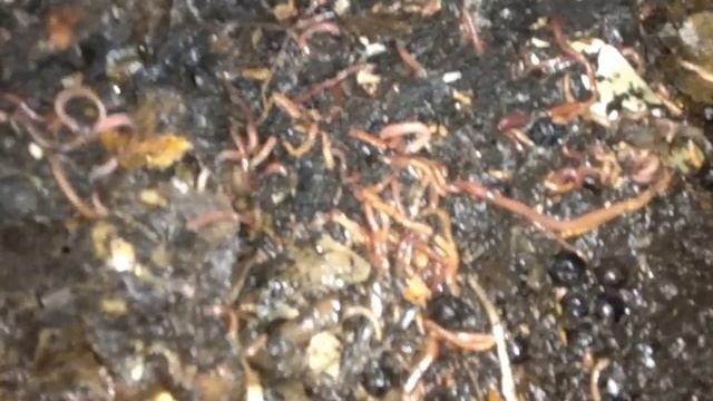 Зима. Наживка для рыбалки. Имеем свою, без напряга. Как это сделать ? смотреть онлайн