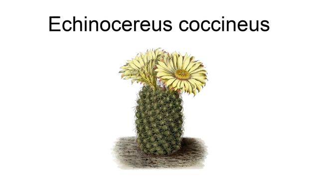 Echinocereus Coccineus смотреть онлайн