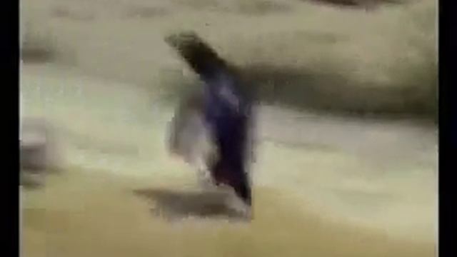 ПИНГВИНЫ смотреть онлайн