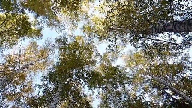 Каркаралинские белоствольные березы! смотреть онлайн