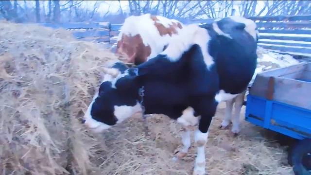 КАК РАЗДОИТЬ Корову? ИЛИ? Козу?ДОИТЬ-КОРМИТЬ НЕ НАДО??ПОЧЕМУ ДВУХРАЗОВАЯ ДОЙКА ЭФФЕКТИВНЕЕ? смотреть онлайн