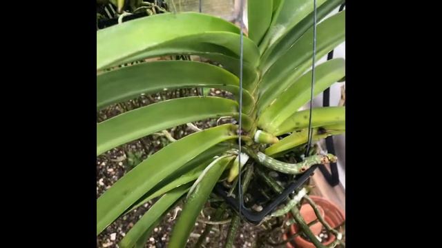 Vanda Orchid Care// How To Care for Vandas, Watering and Fertilizer смотреть онлайн