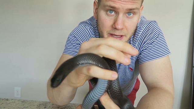 WHY DO I LOVE SNAKES? смотреть онлайн